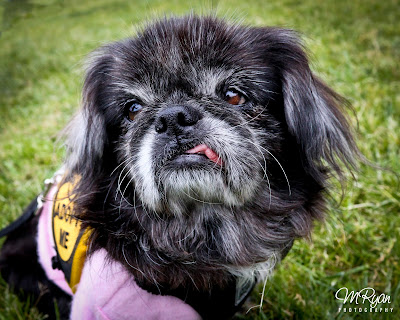 How To Help Your Local Animal Shelter