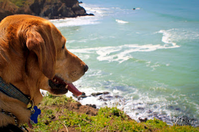 Hot Weather Tips for Pets