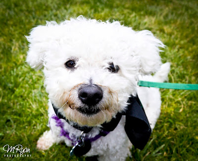 Why You Feel Healthier and Happier With Pets