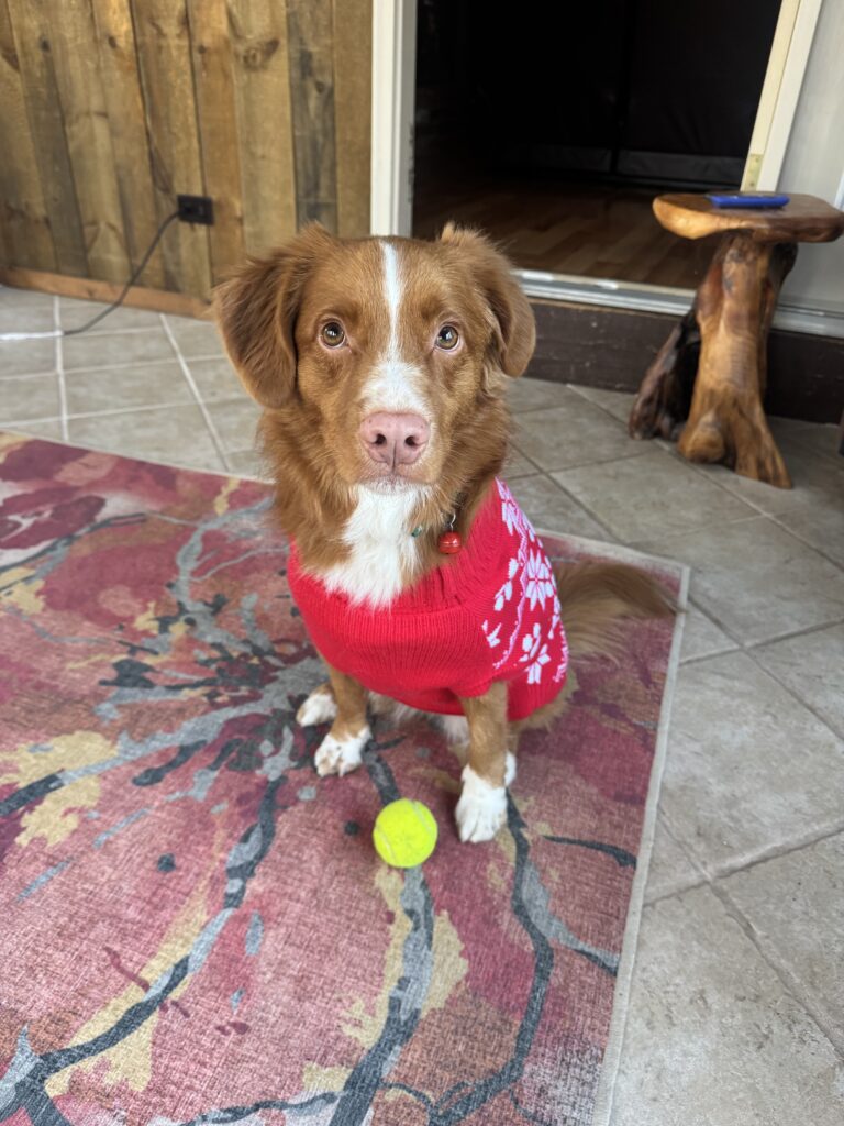 Duck Toller