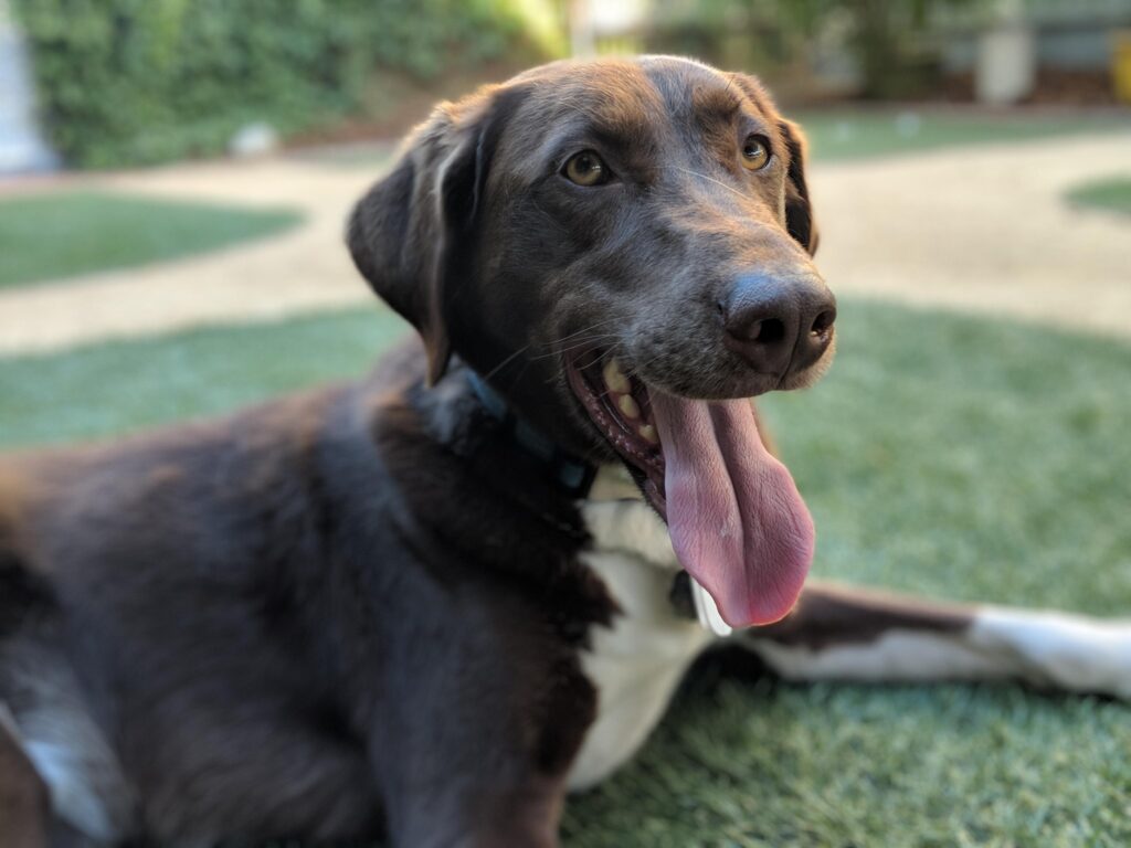 Chocolate lab/husky mix