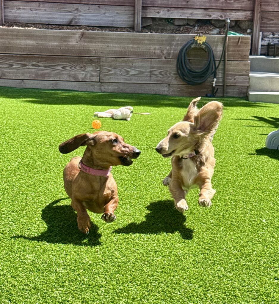 Dachshund