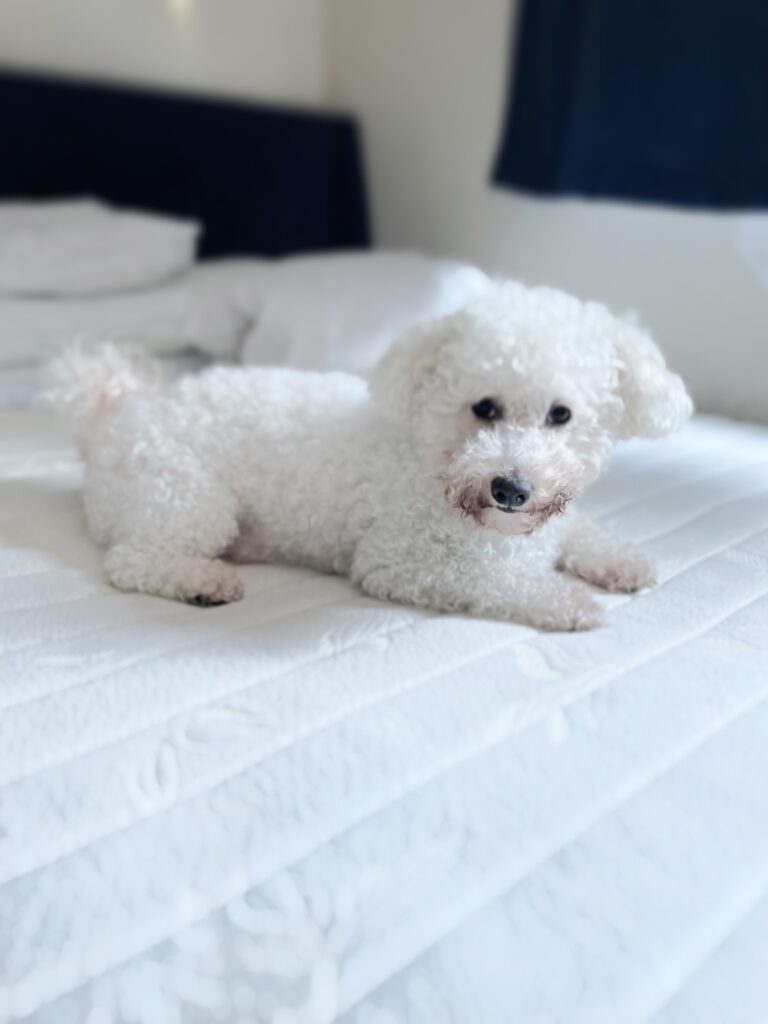 Maltipoo
