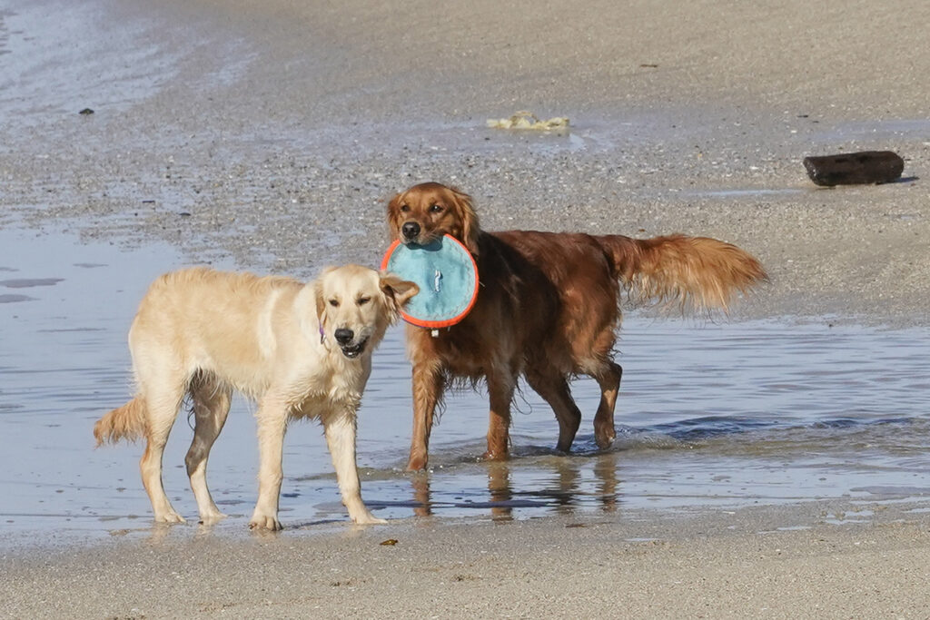 Golden Retrievers