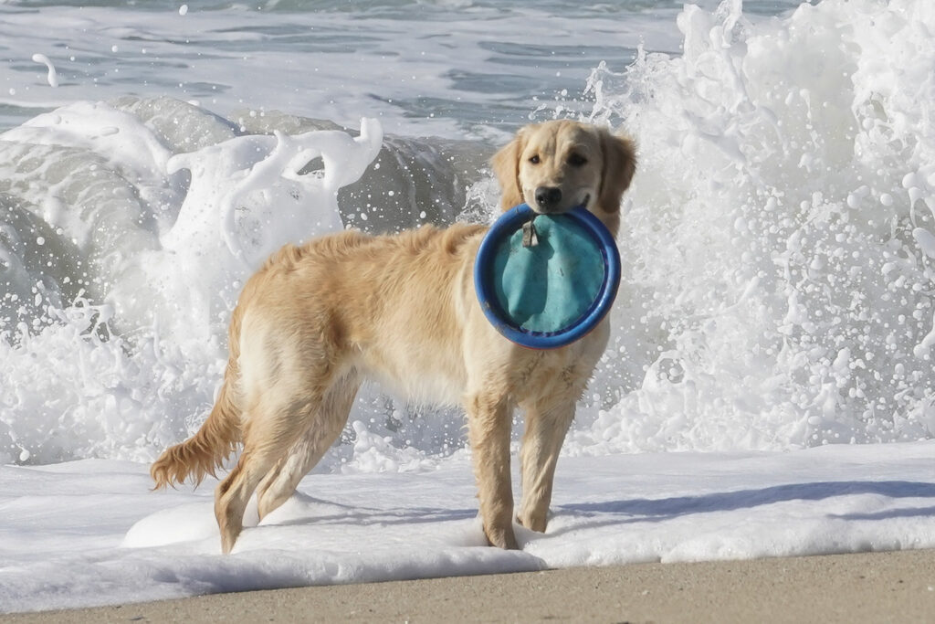 Golden Retriever