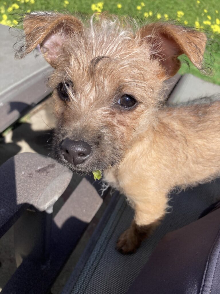 Terrier Mix