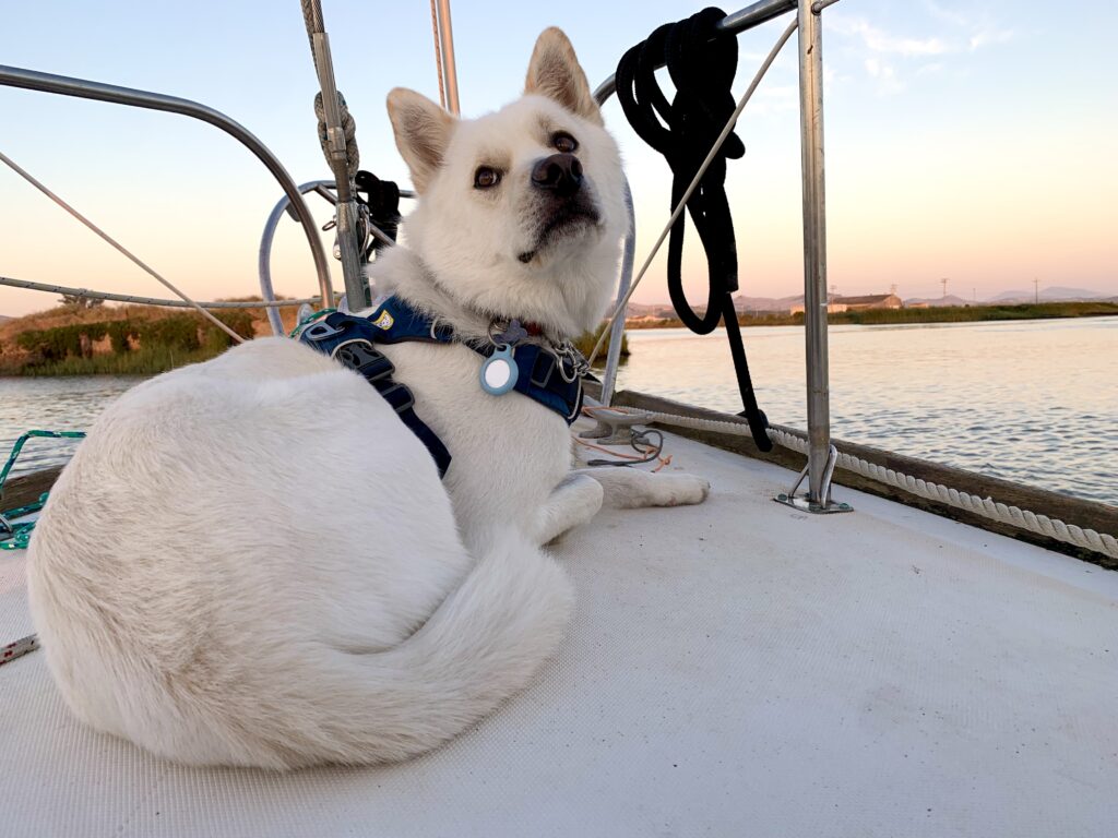 Jindo