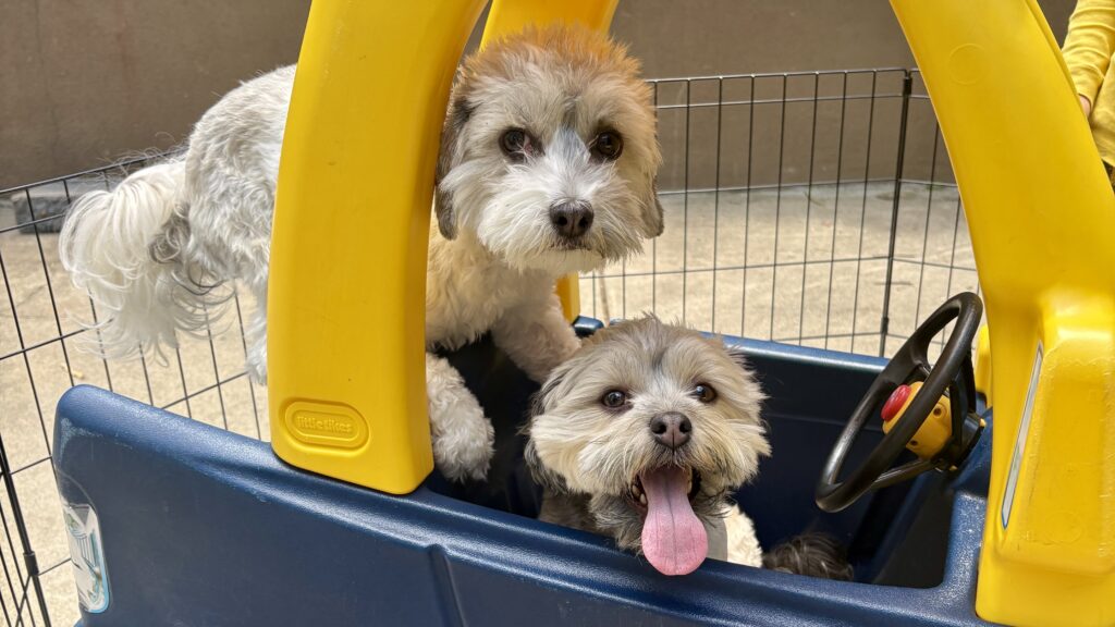 Izzy and Daisy