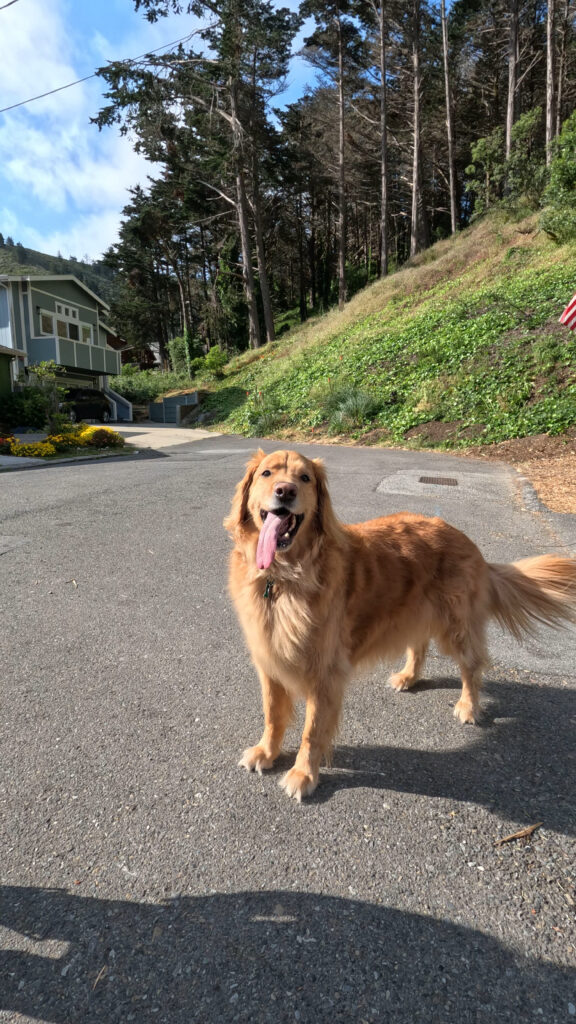 Golden Retriever