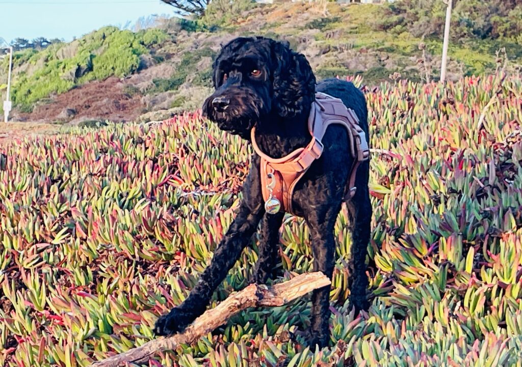 Monsieur Beau Noir