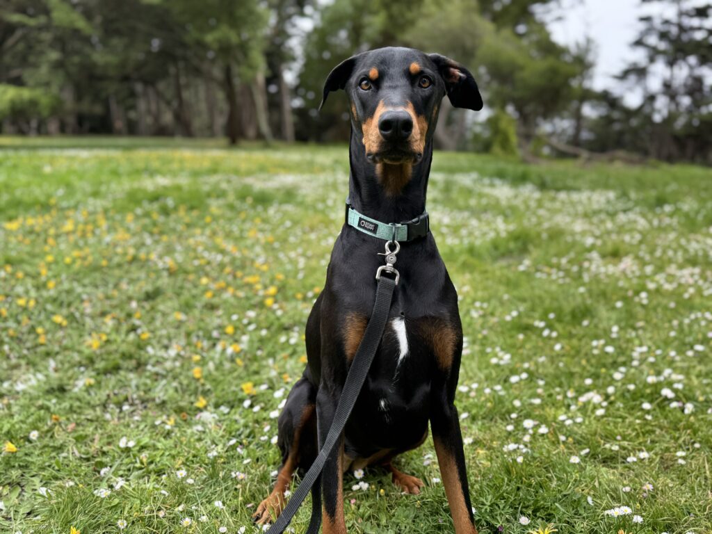 Juniper