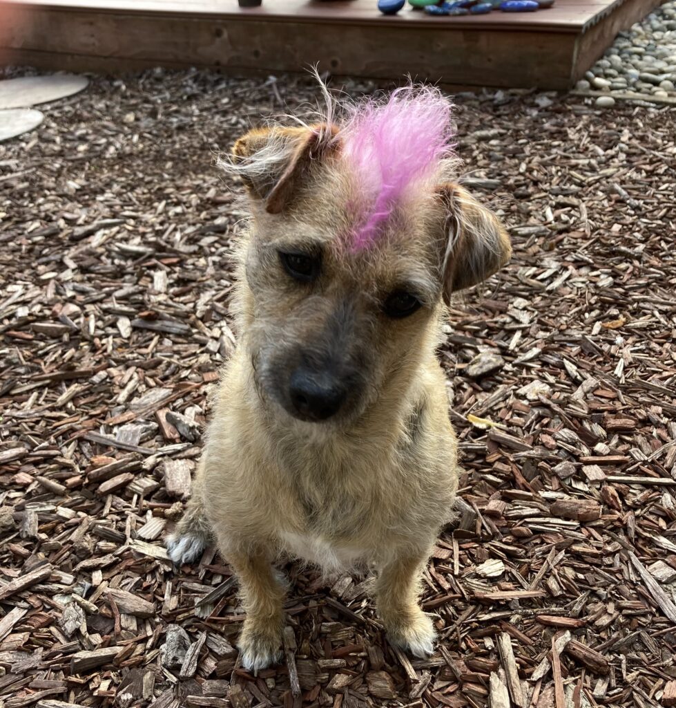 Poodle Chihuahua mix