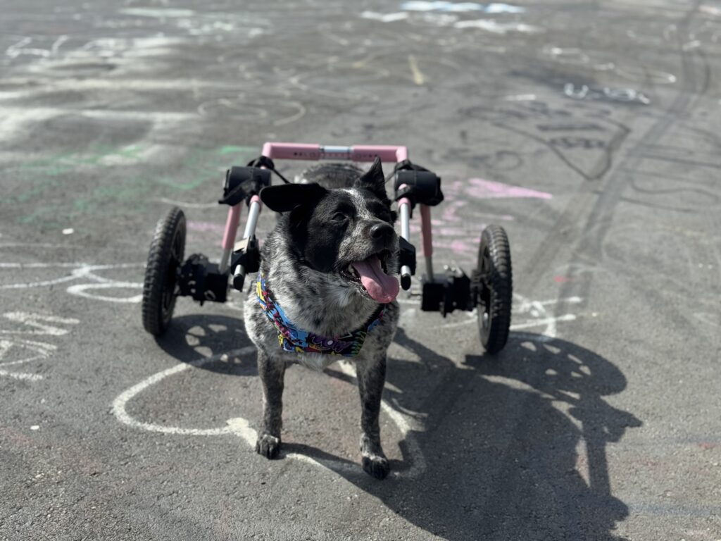 Blue heeler