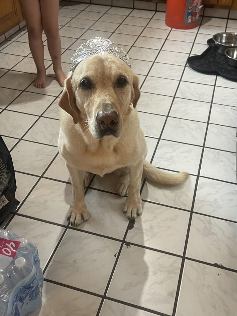 Yellow Labrador