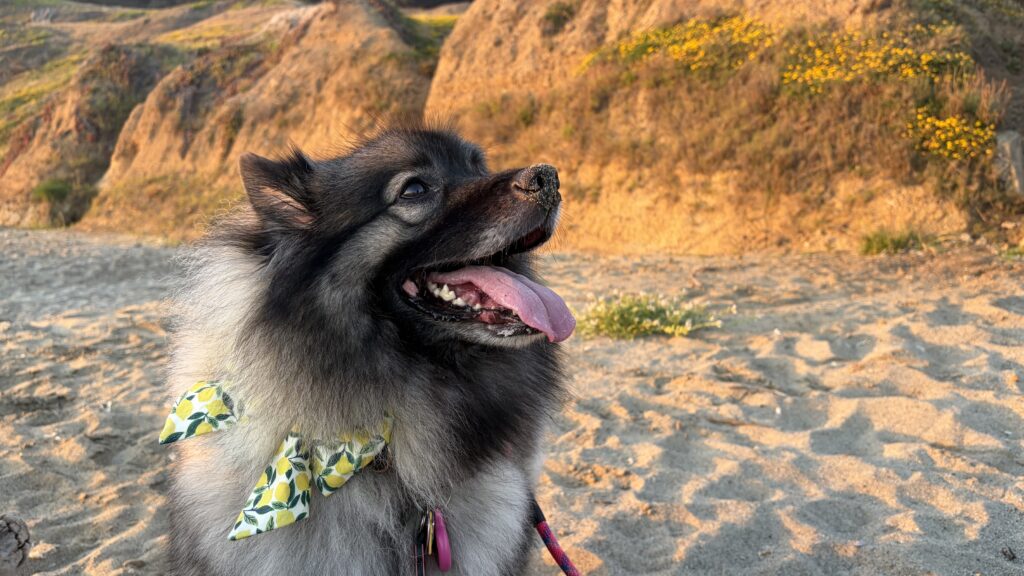 Keeshond