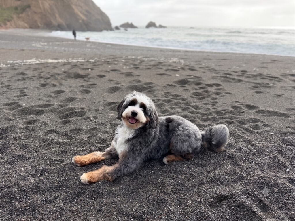 Bernedoodle