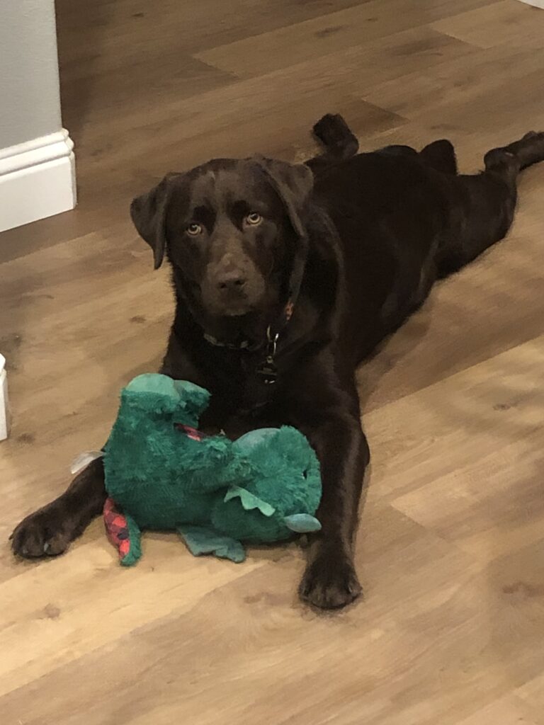 Koda