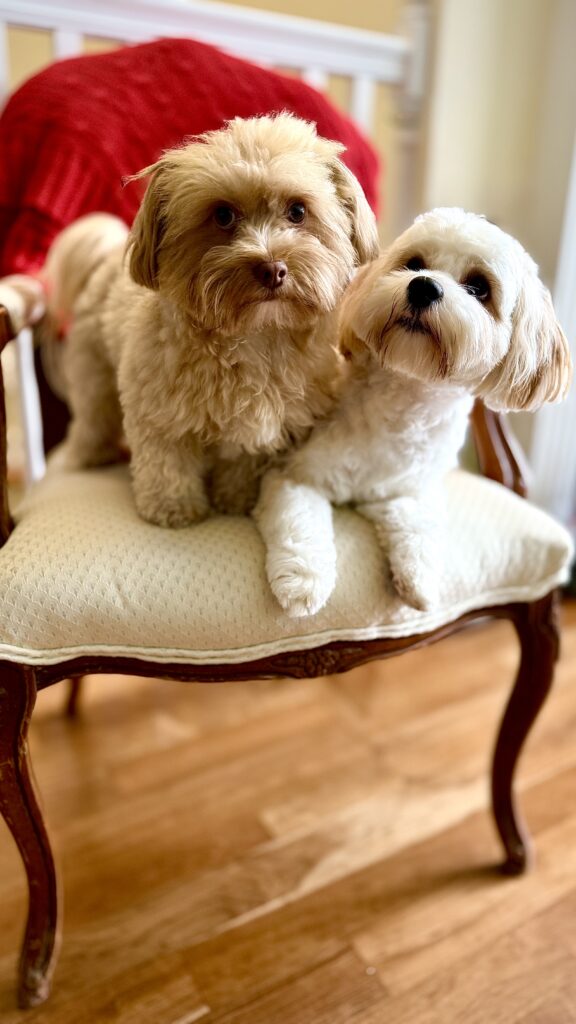 Koda and Teddy