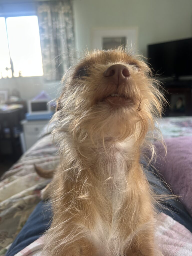Penny Braveheart