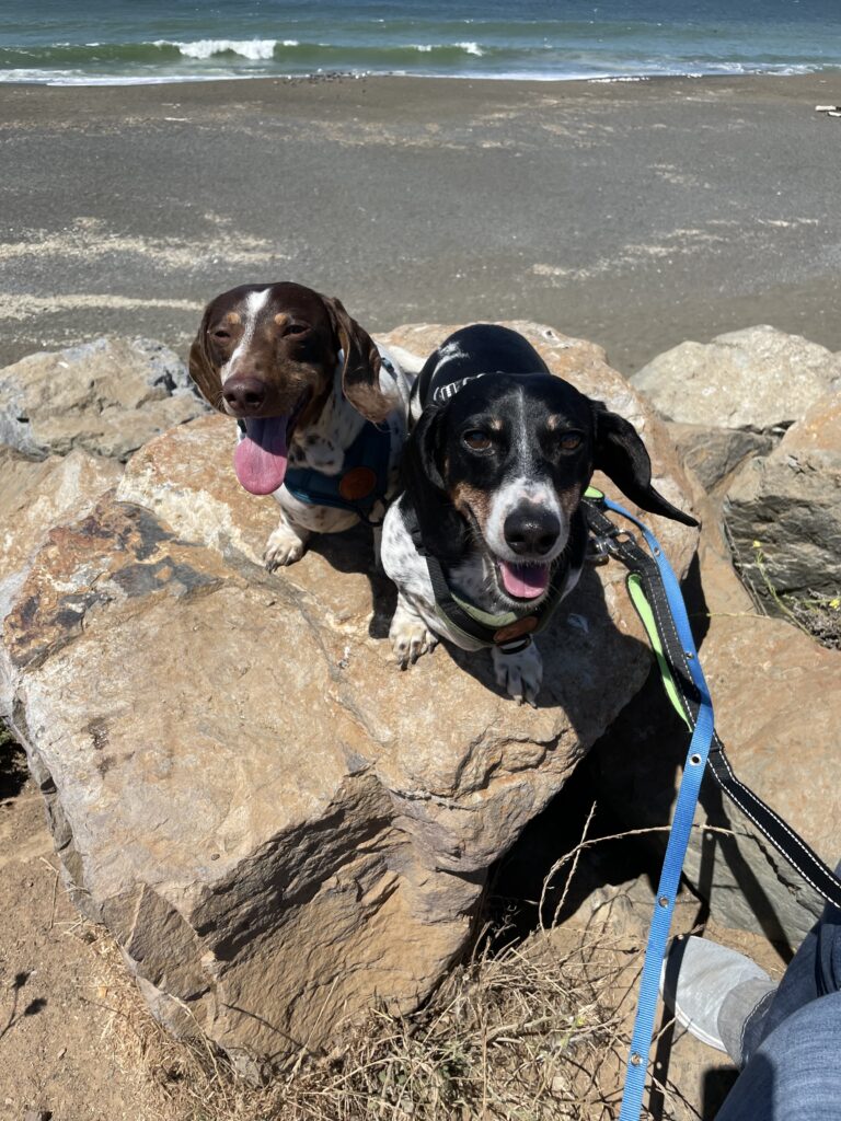 Schnitzel & Fritz