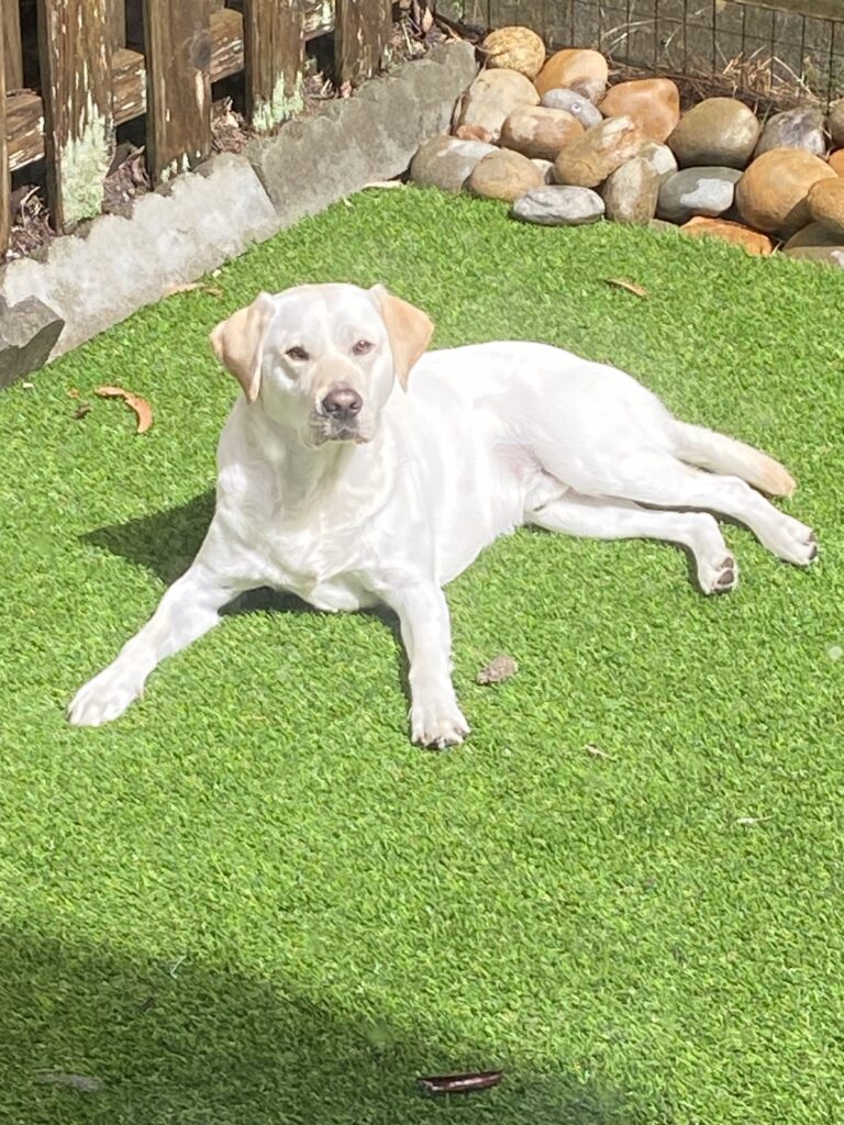 Koba