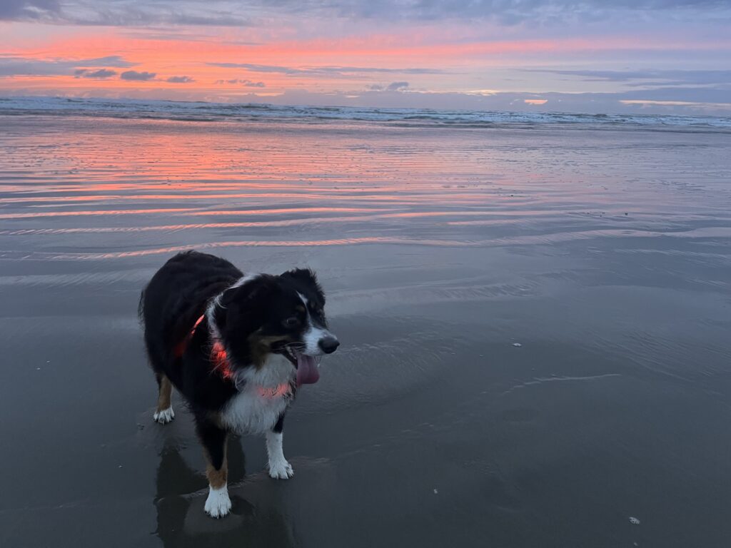 Bindi Rose