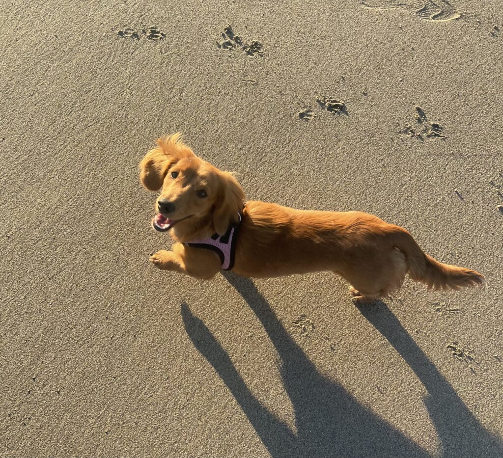 Maggie