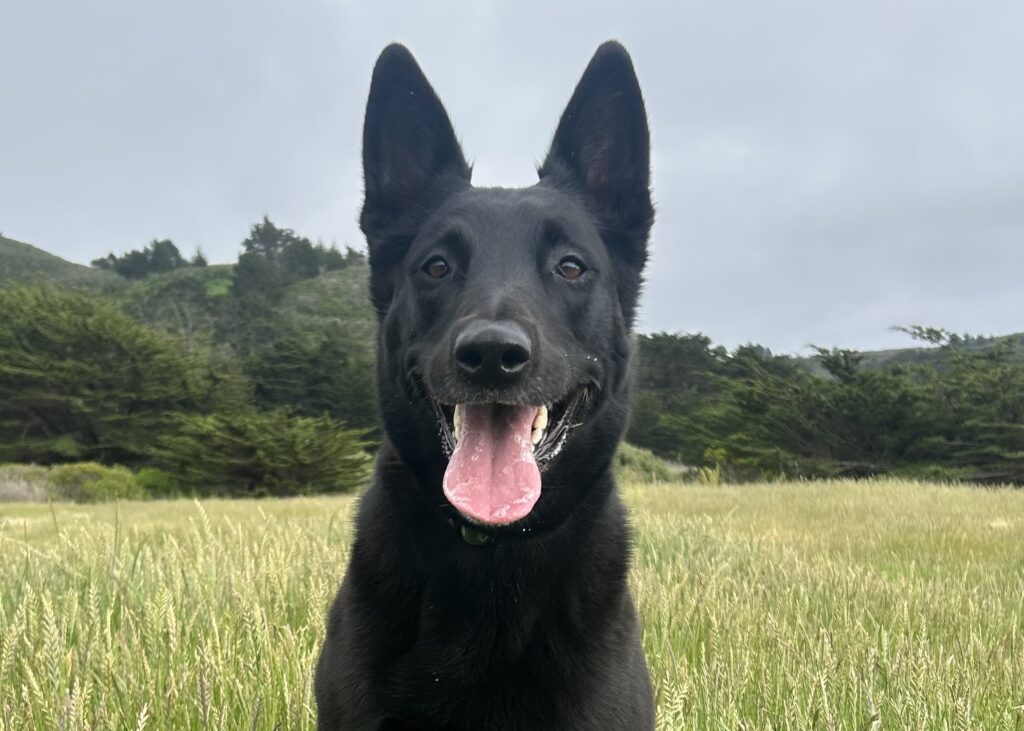 Sammy