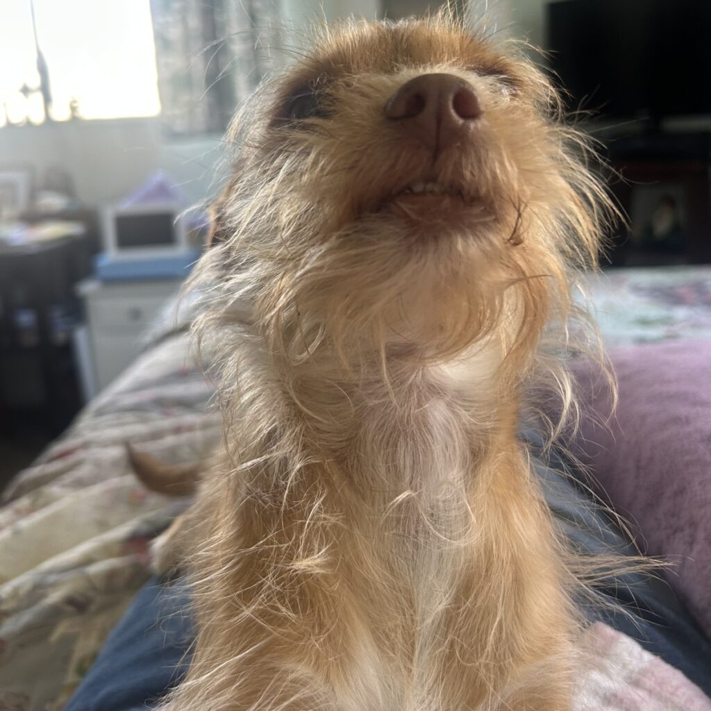 Penny Braveheart