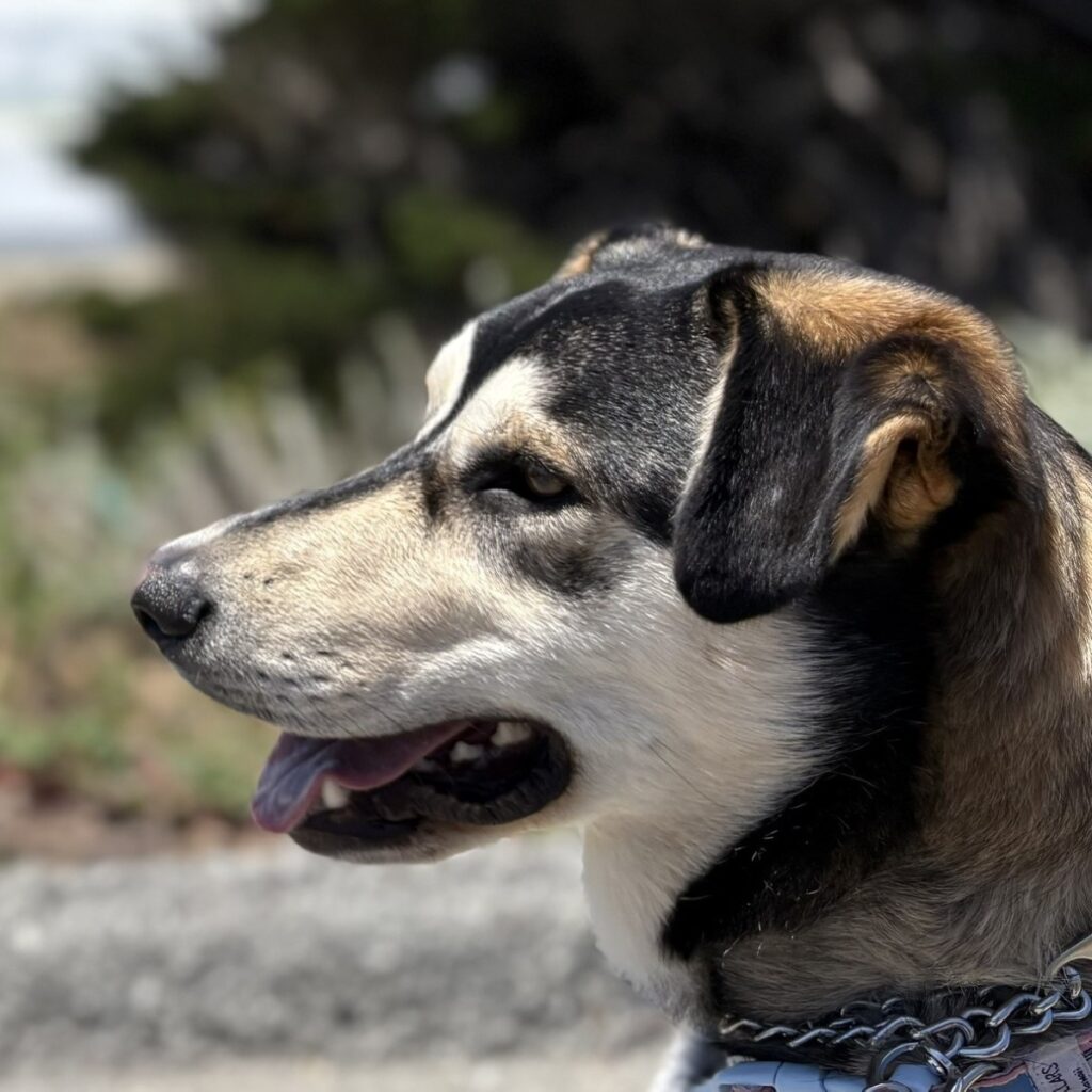 Tani