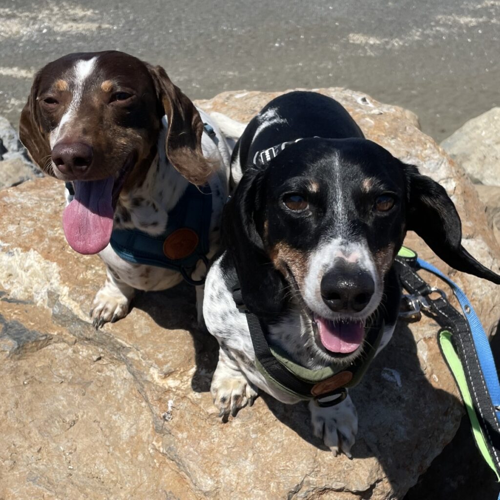 Schnitzel & Fritz