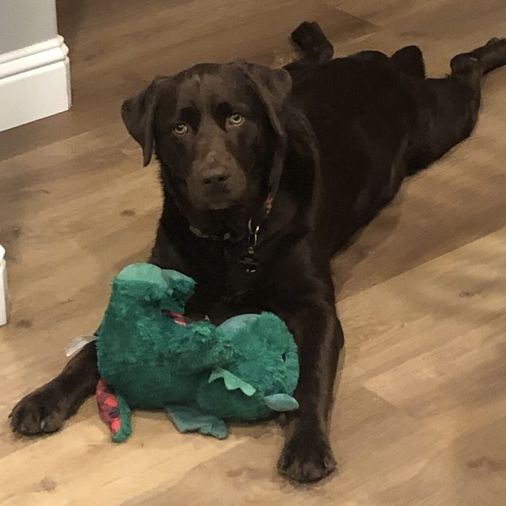 Koda