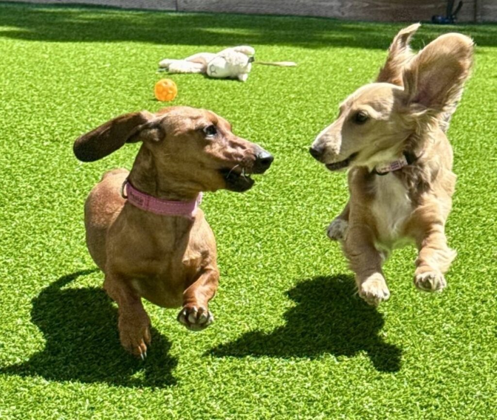 Daisy and Frankie