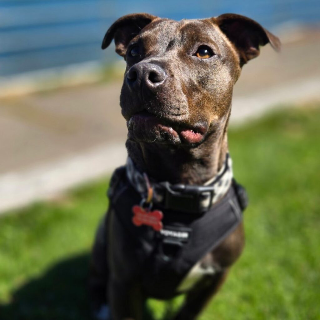 Rex