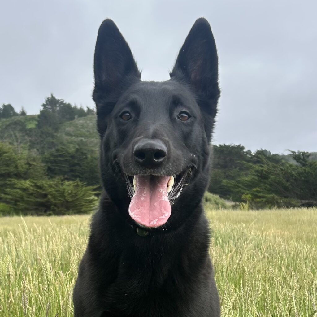 Sammy