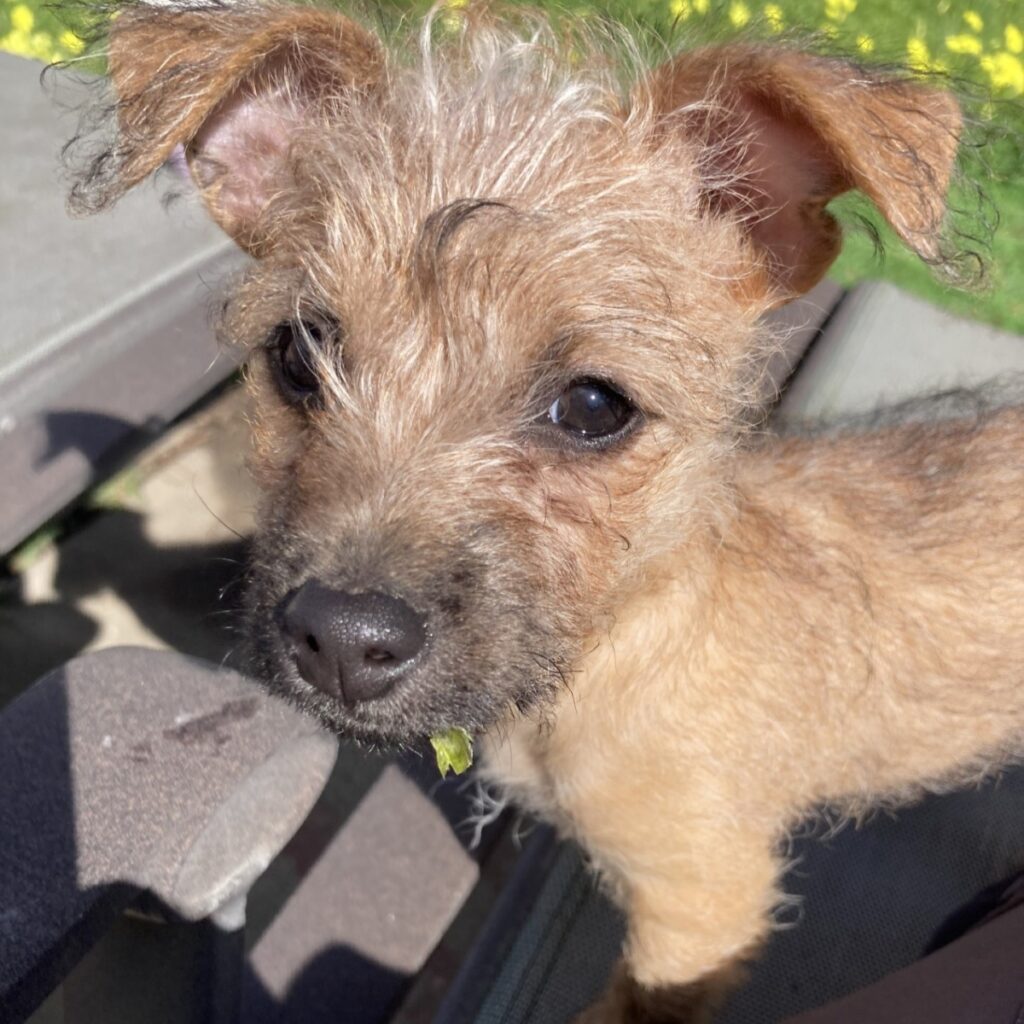 Daffodil