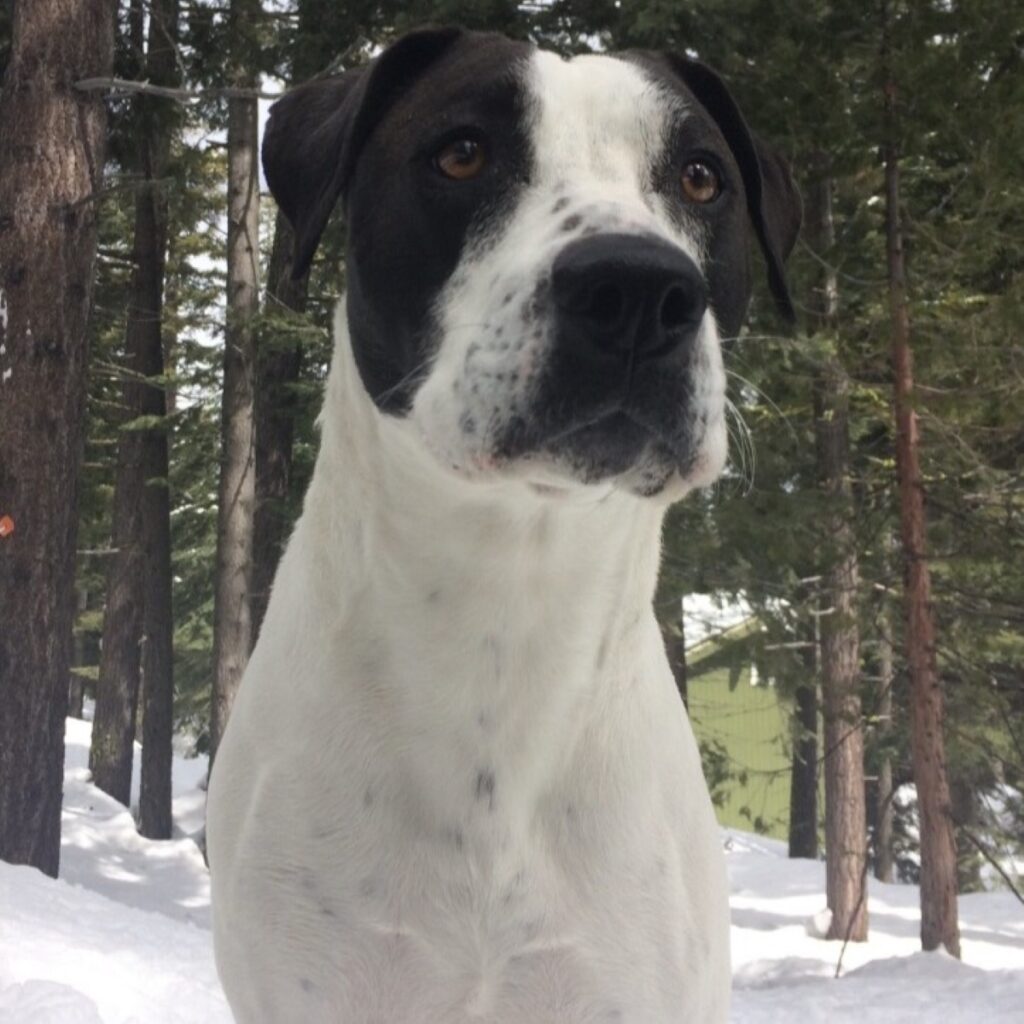Melba