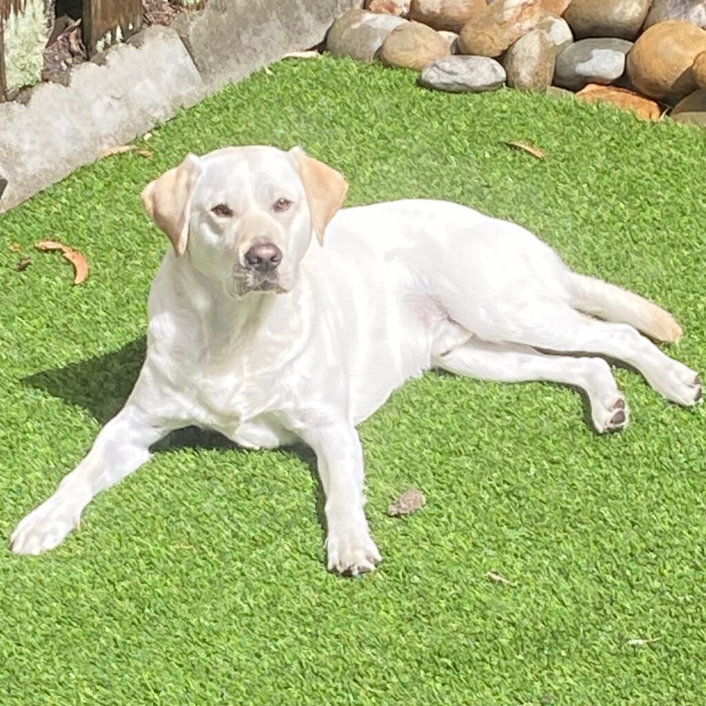 Koba