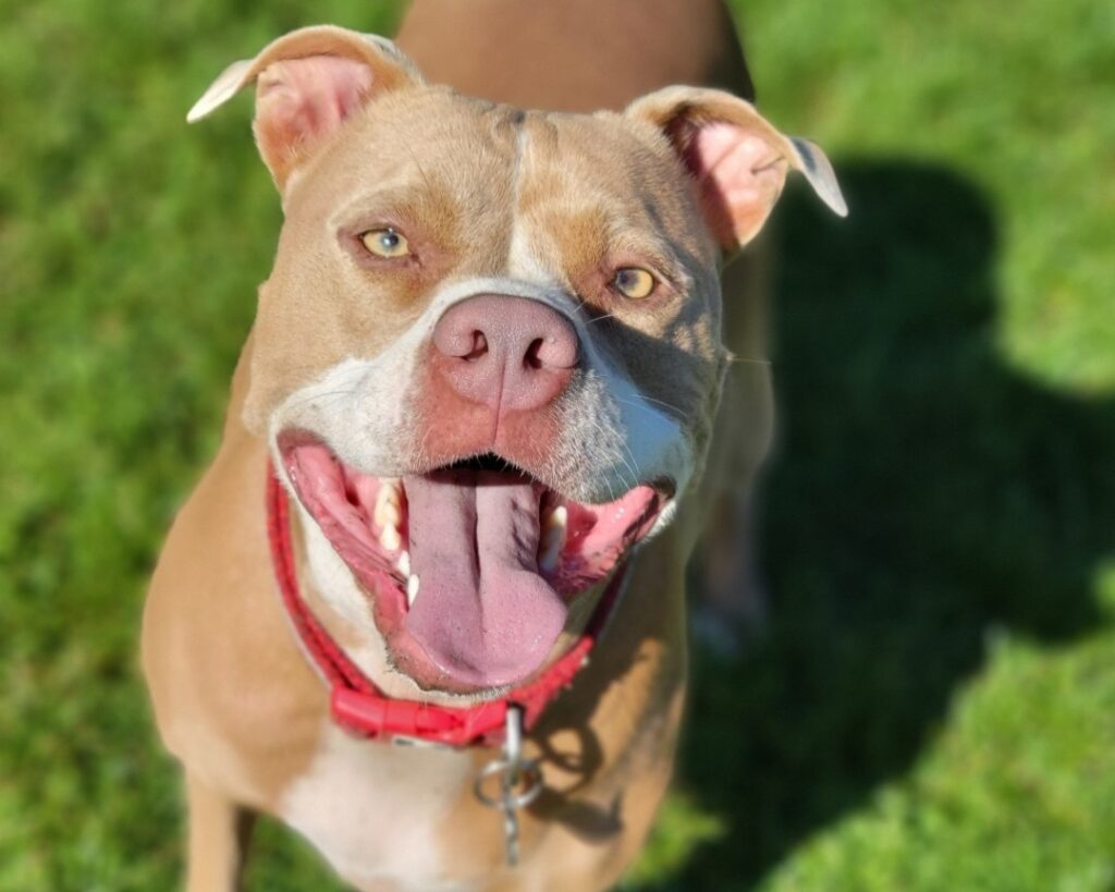 Osa