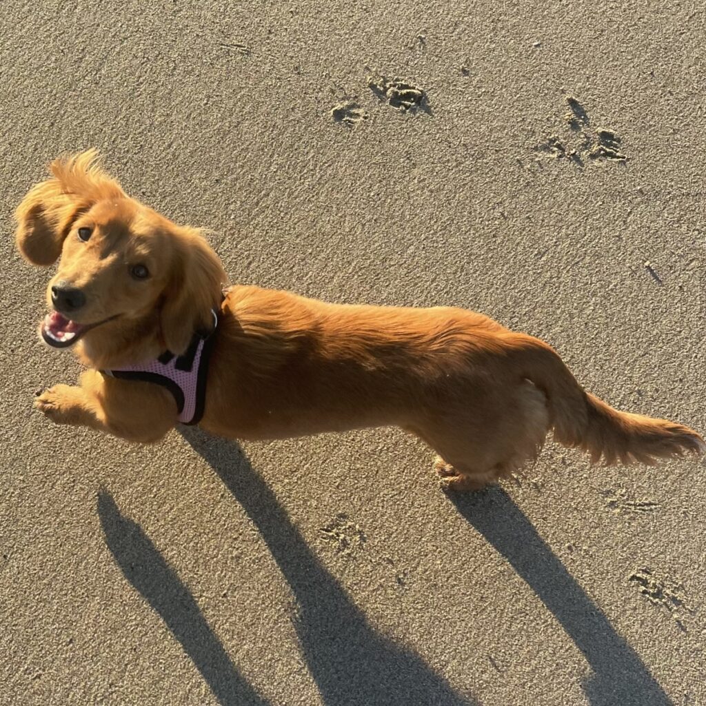 Maggie