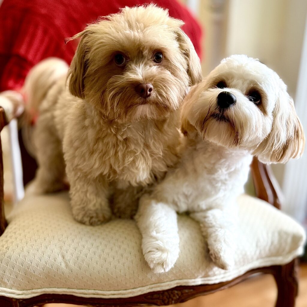 Koda and Teddy