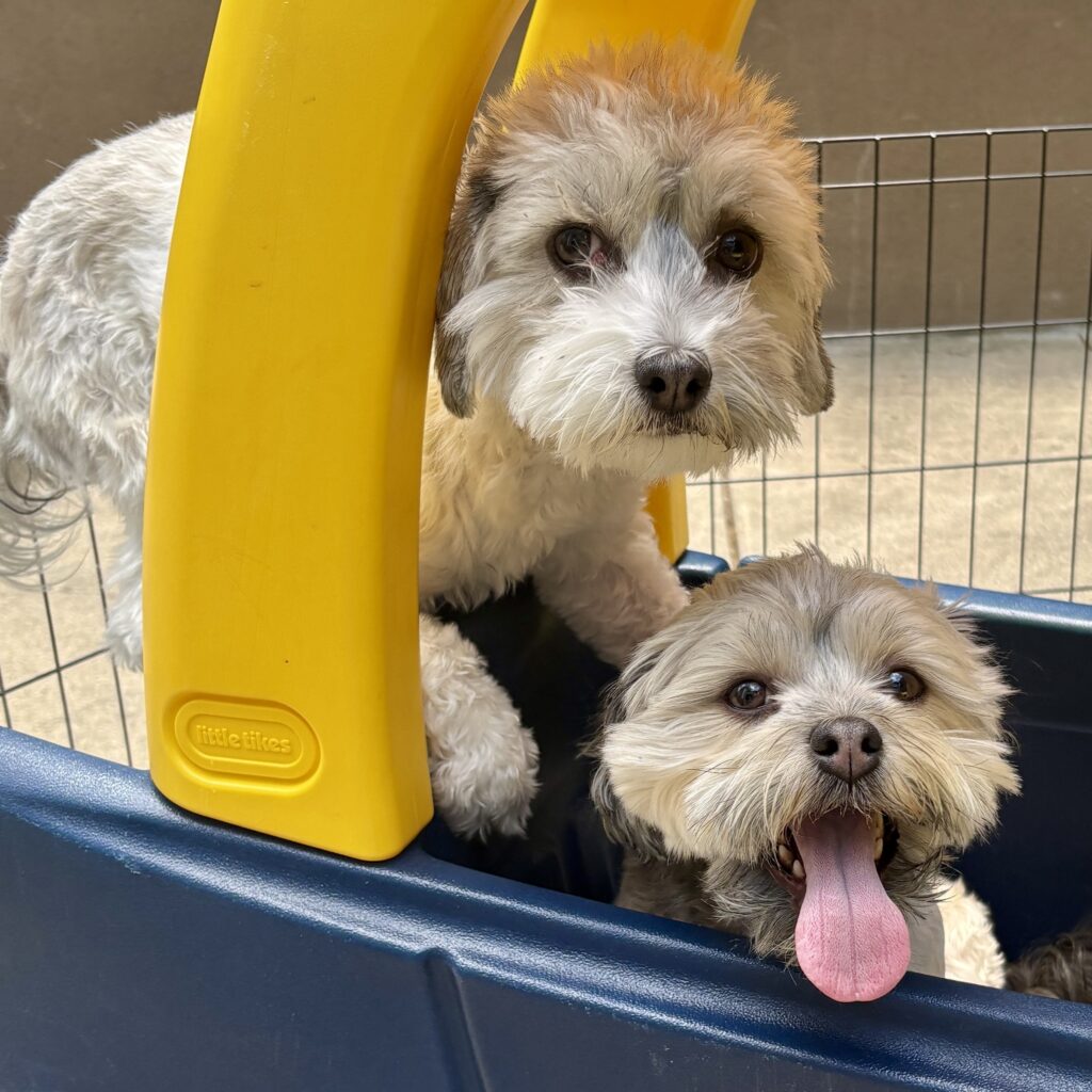 Izzy and Daisy