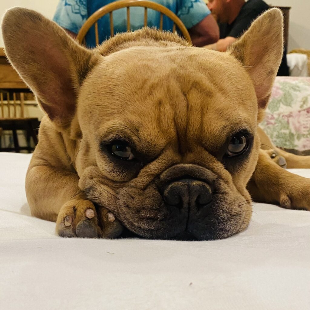 Trey Dog