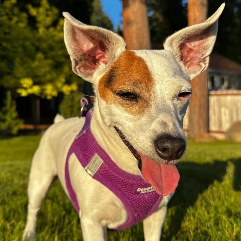 Ollie