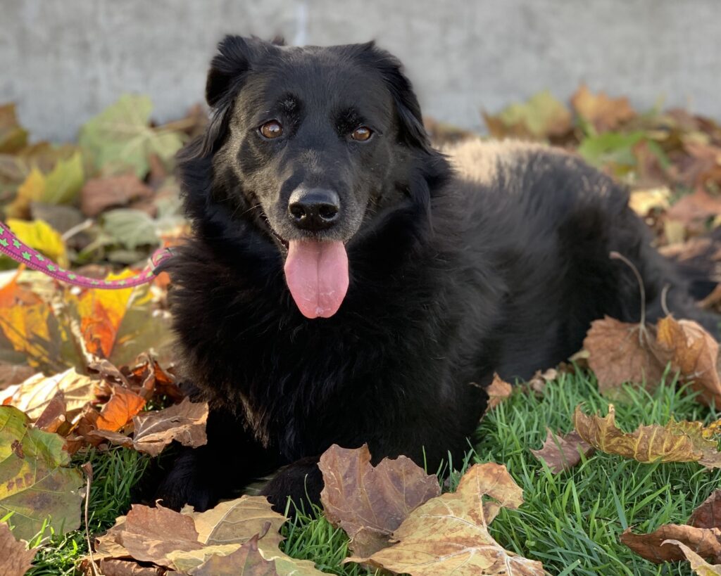 Bella