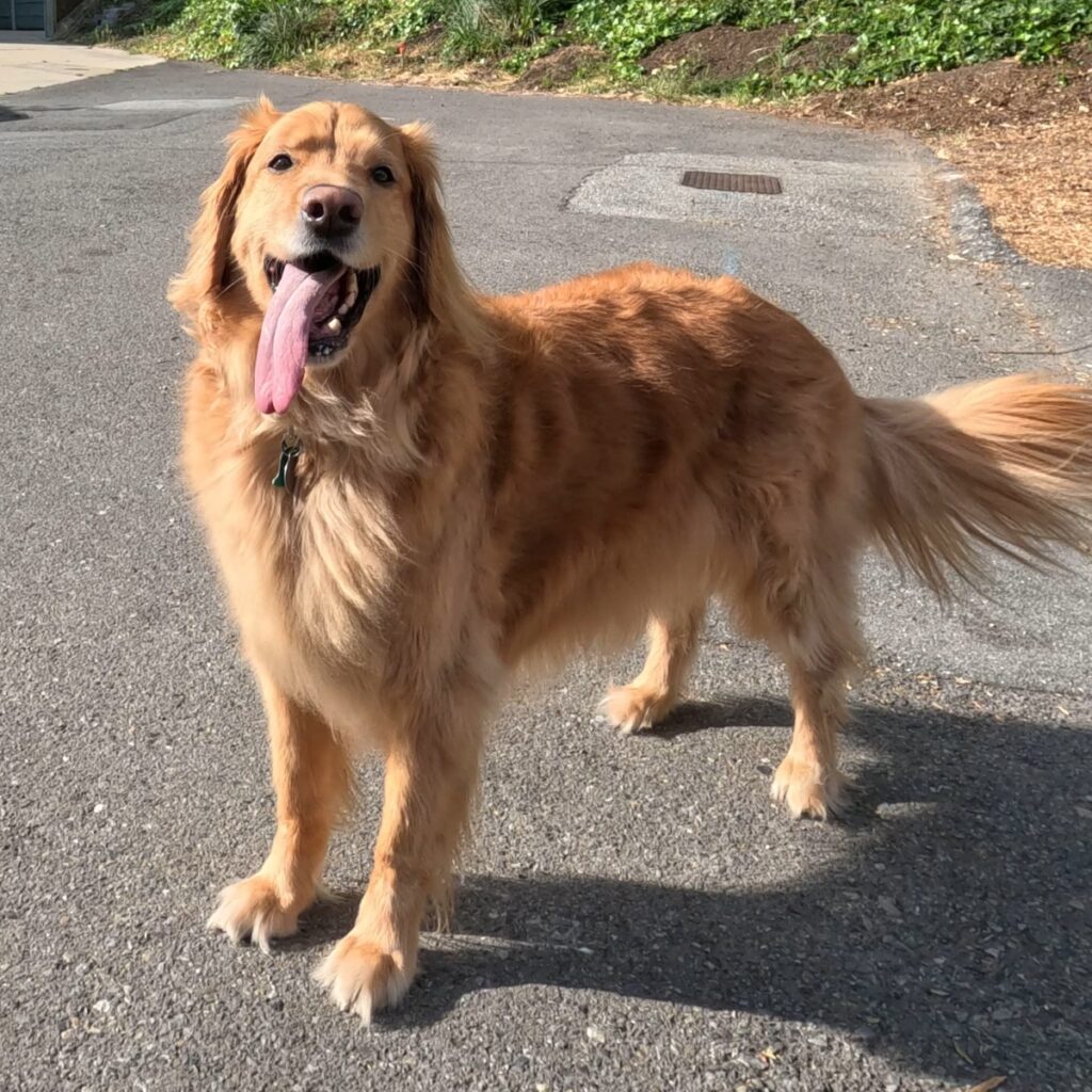 Sawyer