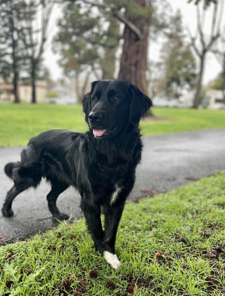 Cali