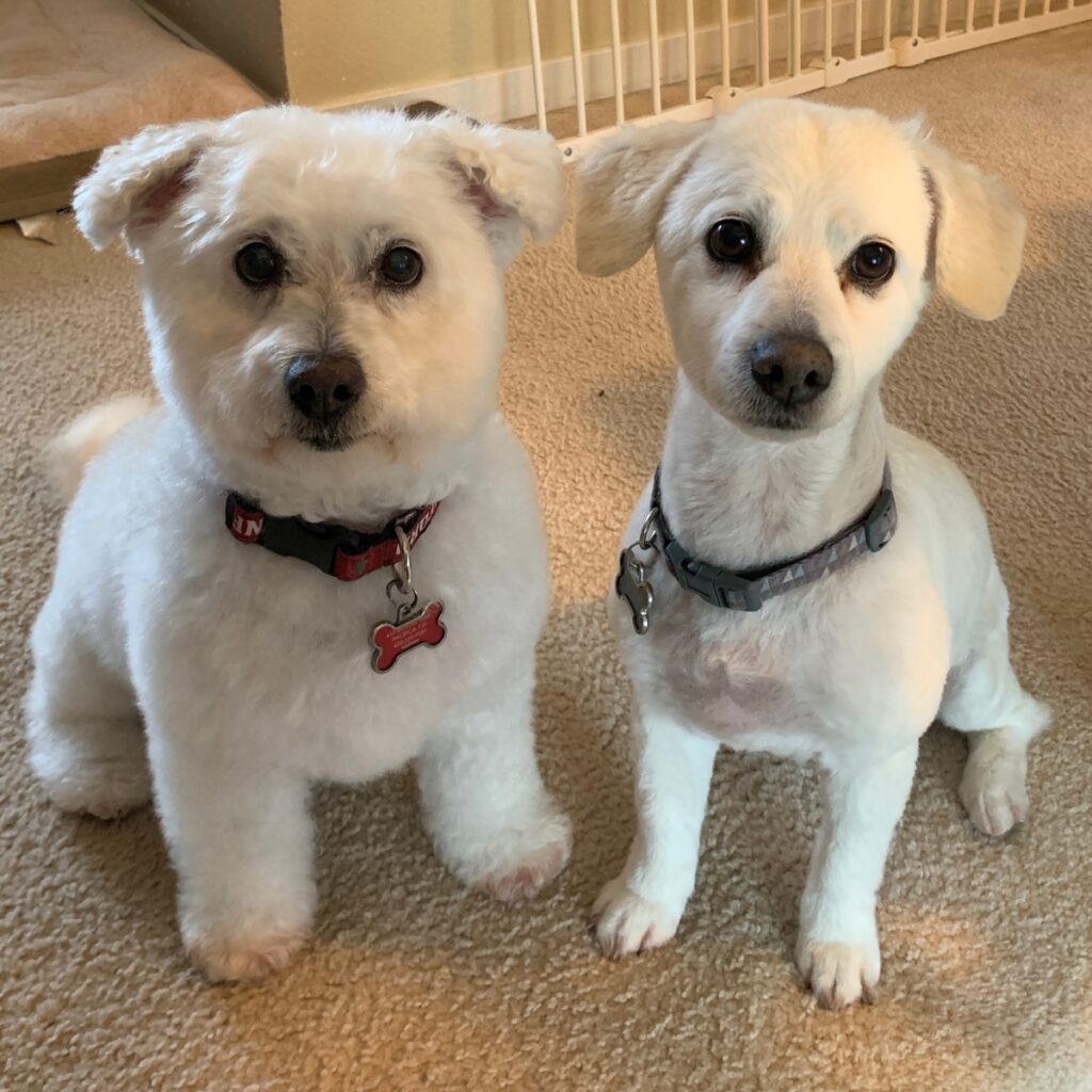 Einstein & Yankee