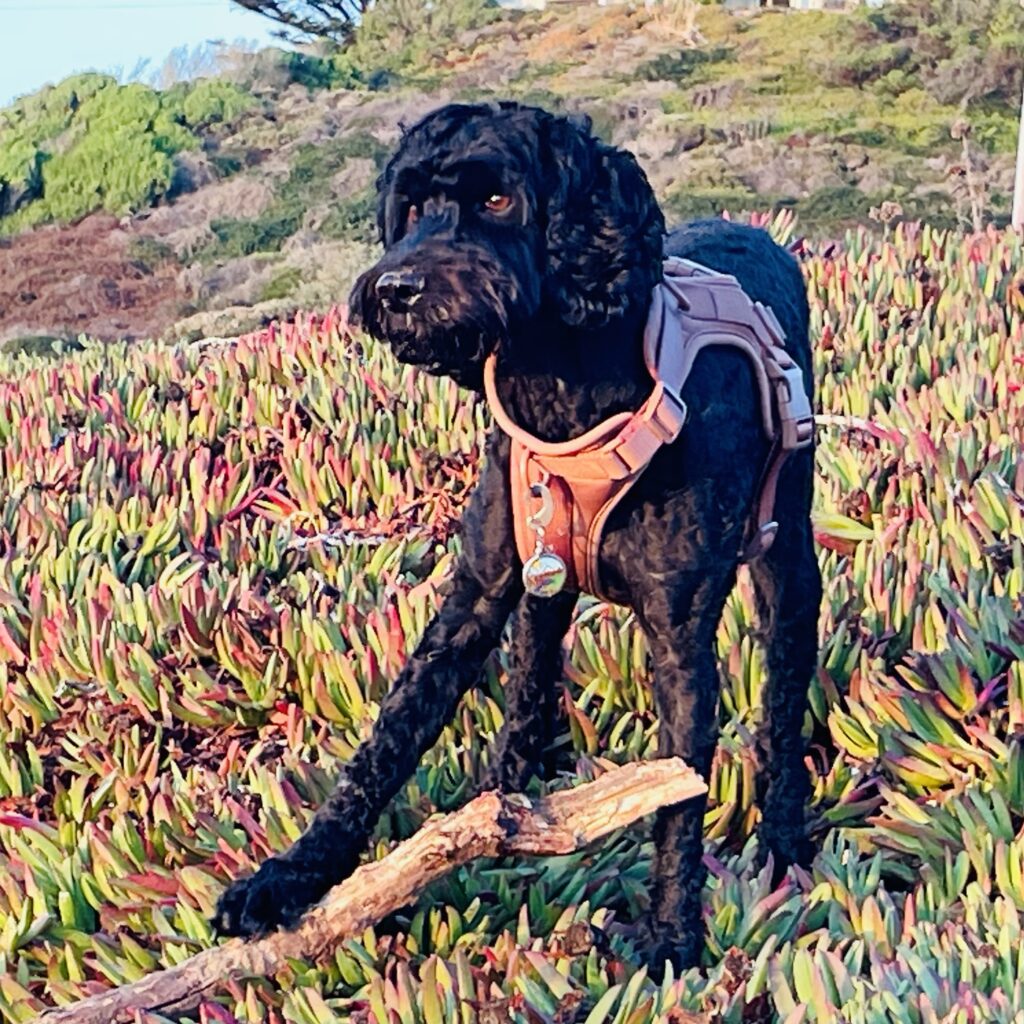 Monsieur Beau Noir