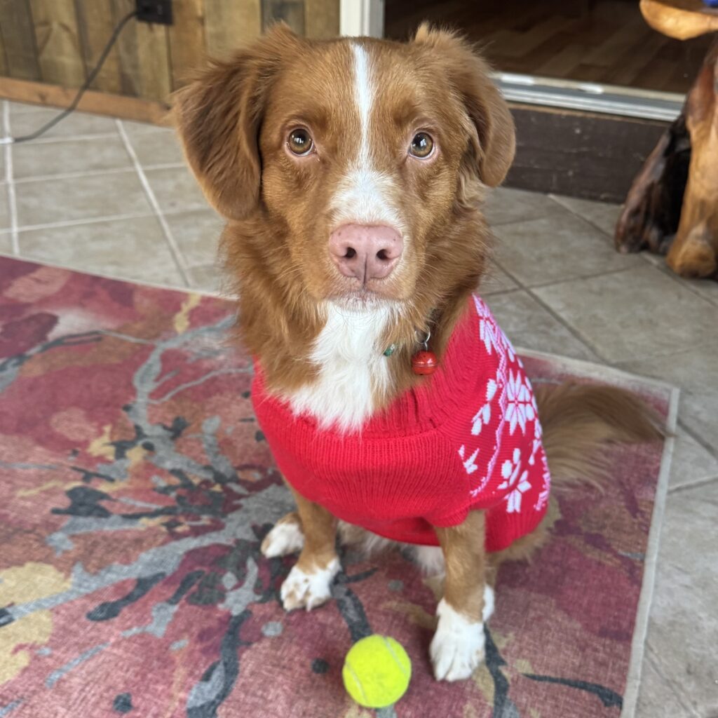 Penny